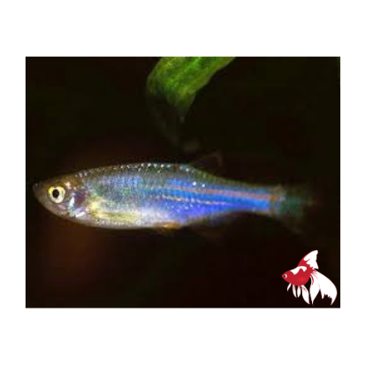 Neon Blue Danio (Local) L 4-5