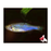 Neon Blue Danio (Local) L 4-5