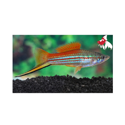 Neon Swordtail M-5