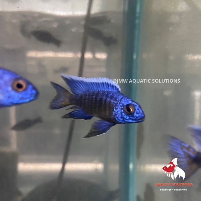 Ngara Peacock (Import) M-5 (Limited Numbers!)