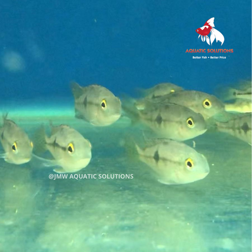 Nicaraguan Parrot Cichlid (Hypsophrys nicaraguensis) (Import) SD-12 (Show!) (Limited Numbers!)