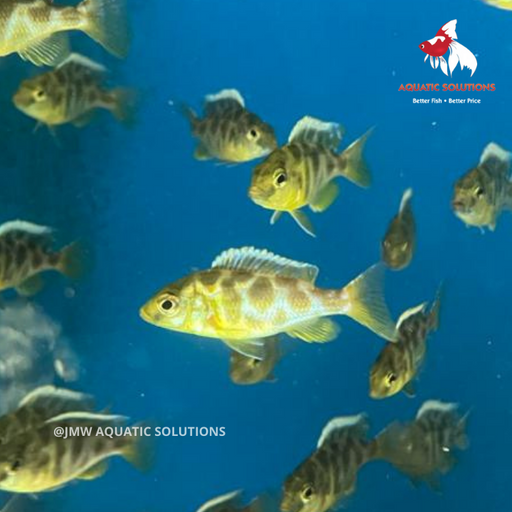 Nimbo. venustus (Local) M-5 (1 ONLY!)