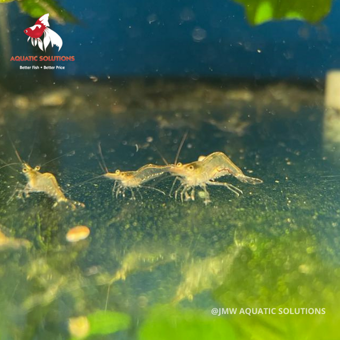 North QLD Algae Shrimp (Local) Bulk 500+ L-1.5