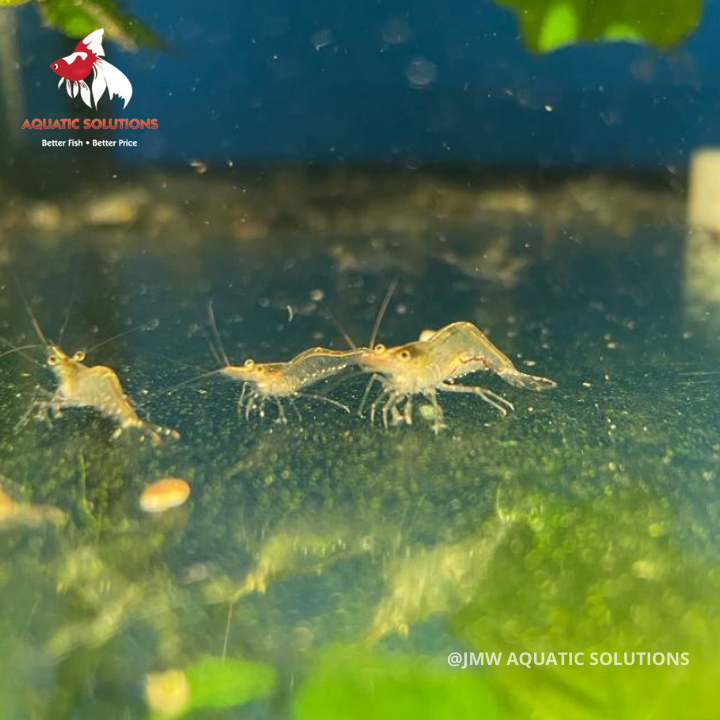North QLD Algae Shrimp (Local) Bulk 500+ L-1.5