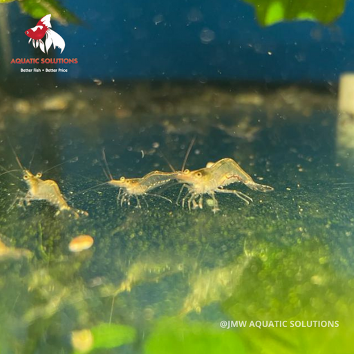 North QLD Algae Shrimp (Local) S-0.5