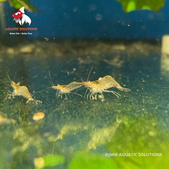 North QLD Algae Shrimp (Local) M-1