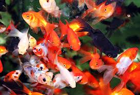 Nymph - Assorted (Local) S-5