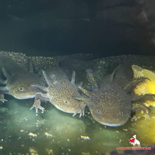 Axolotl - Olive / Wild (Local) L-15 SPECIALS!