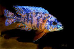 Orange Blotch Peacock (Local) S-4