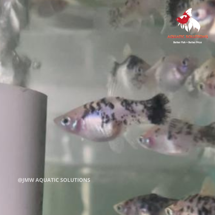 Panda Platy (Local) ML-4.5