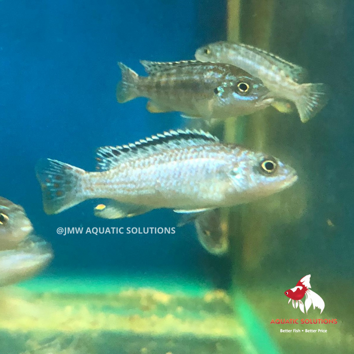 Mel. joanjohnsonae - Pearl of Likoma (Local) XXL-10 (Show!)