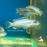 Mel. joanjohnsonae - Pearl of Likoma (Local) ML-6