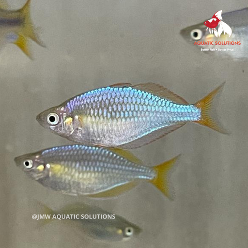 Praecox Rainbow - Neon (Local) M-3