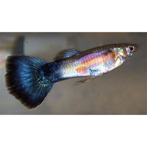 Rainbow Guppy - Male M-4