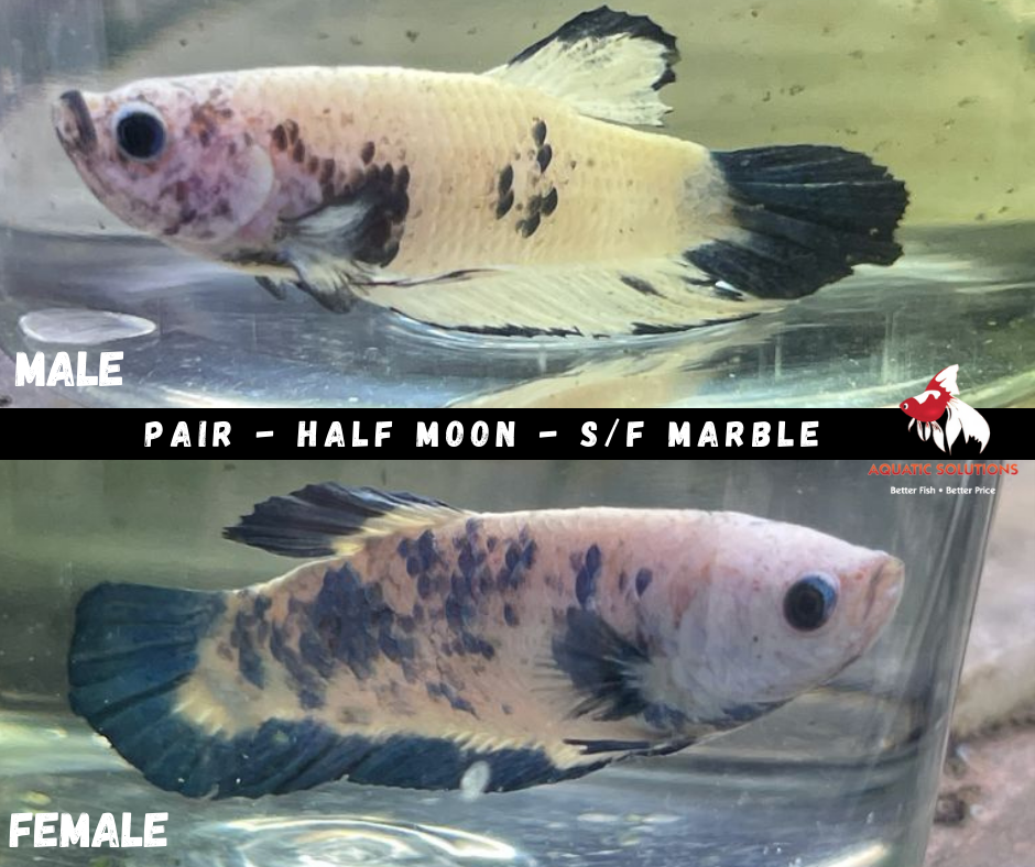 Seconds Pair - Half Moon S/F Blue Marble Dot 4-4.5cm