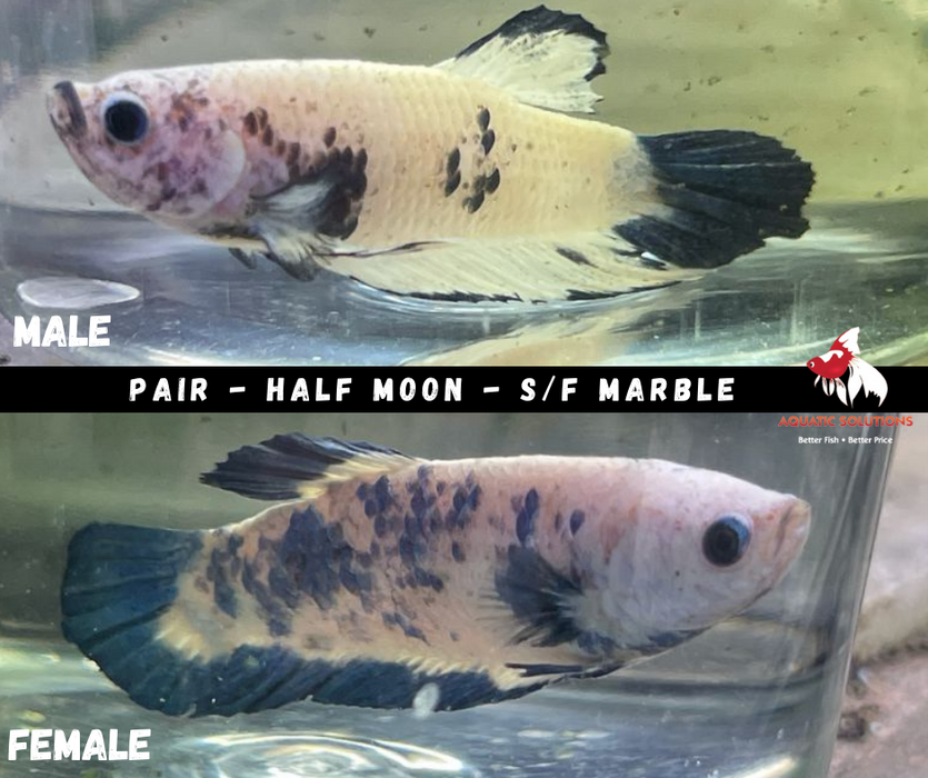 Pair - Half Moon S/F Blue Marble Dot 4-4.5cm