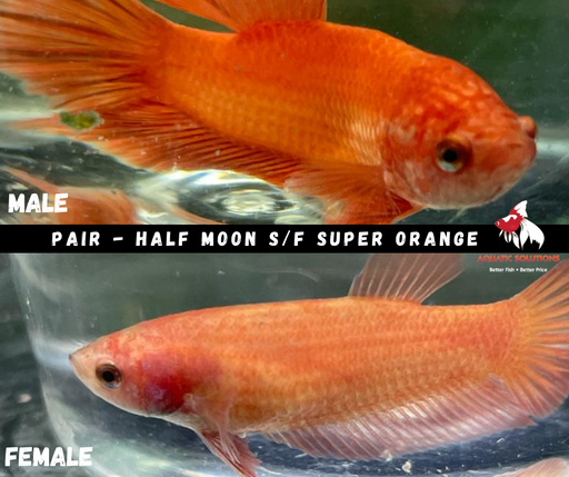 Pair - Half Moon S/F Super Orange 4-4.5cm