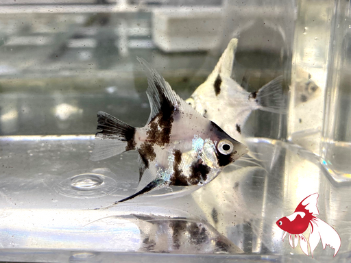 Panda Angel (Local) M-4.5