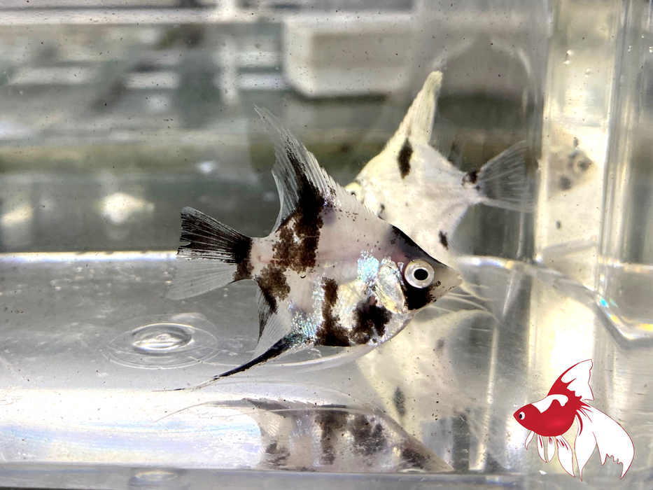 Panda Angel (Local) M-4.5