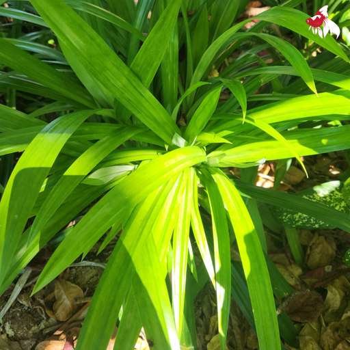 Pandanus L 32-40cm (Nice!)