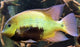 Pantano Cichlid-Herichthys pearsei (Local) OMG-16 (Show!)