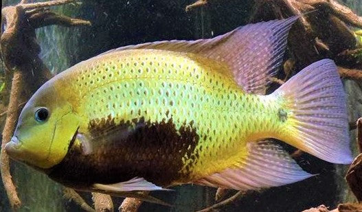 Pantano Cichlid-Herichthys pearsei (Local) SD-14 (Show!)