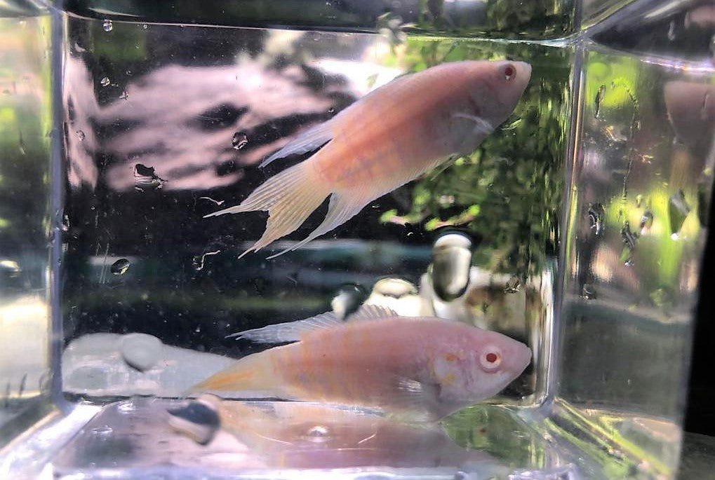 Paradise Fish - Apricot (Local) S-4 (Limited Numbers!)
