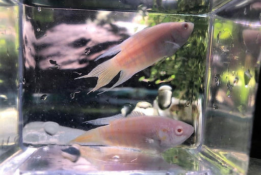 Paradise Fish - Apricot (Local) S-4 (Limited Numbers!)