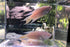 Paradise Fish - Apricot (Local) S-4 (Limited Numbers!)