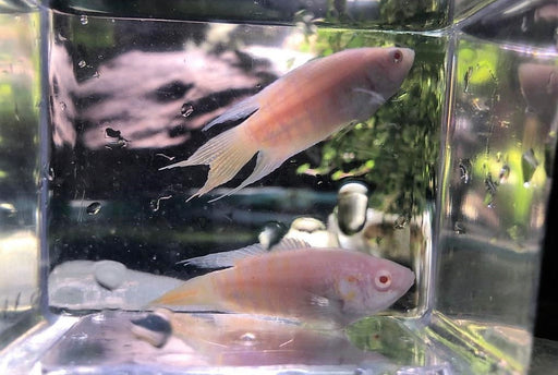 Paradise Fish - Albino (Import) ML-6 (Nice!)