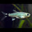 Paraguay Tetra S 2-3 (Cute!)