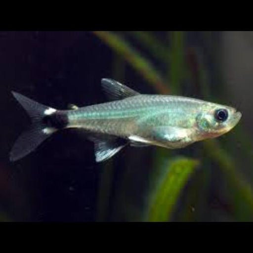 Paraguay Tetra S 2-3 (Cute!)