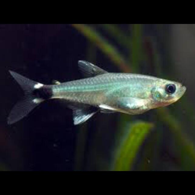 Paraguay Tetra S 2-3 (Cute!)