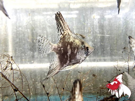 Paraiba Angel Seconds (Local) XL-8.5 (1 ONLY!)