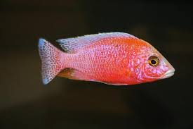 Pink Peacock L-9