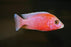 Pink Peacock M+6
