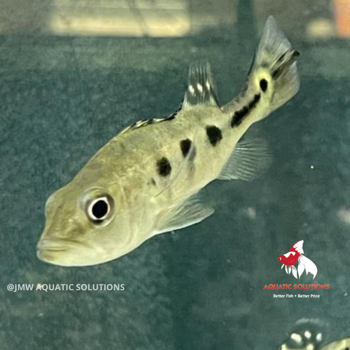 Peacock Bass (Kelberi) (Pure Bloodline) (Local) XL-12 (Show!) (Limited Numbers!)