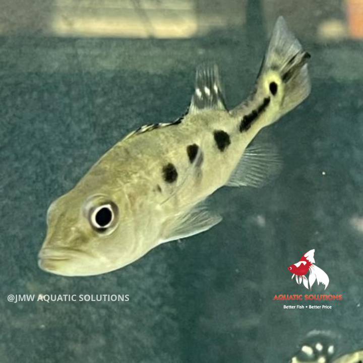 Peacock Bass (Kelberi) (Pure Bloodline) (Local) XL-12 (Show!) (Limited Numbers!)