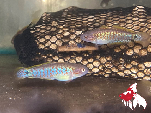 Peacock Gudgeon S-3