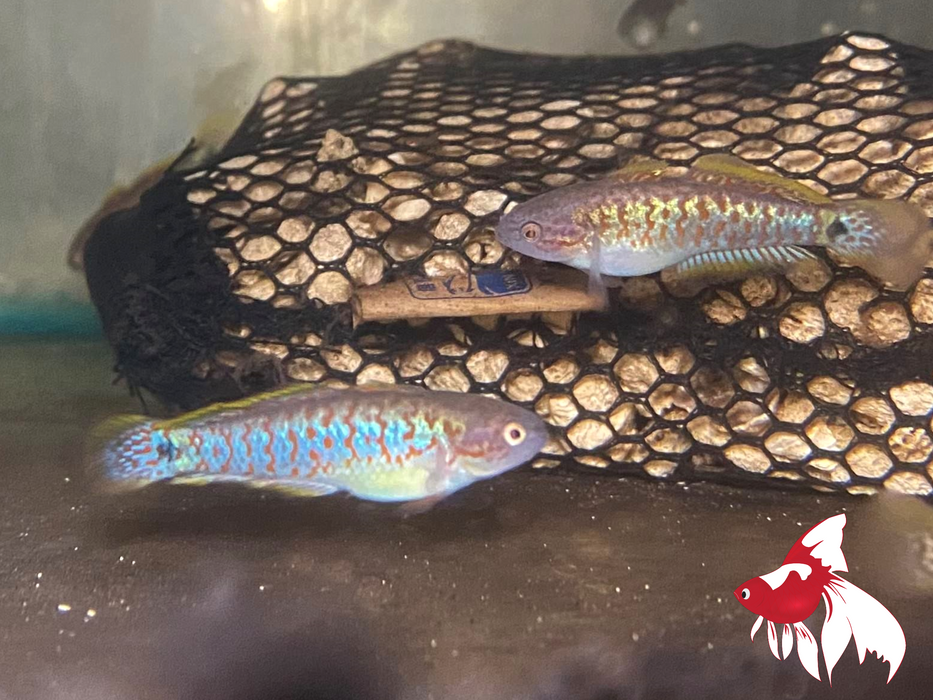 Peacock Gudgeon Bulk 30+ M-4