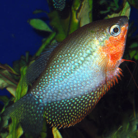 Pearl Gourami (Local) ML-6