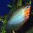 Pearl Gourami (Local) ML-6 (Limited Numbers!)