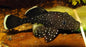 Bristle Nose L183 - Peppermint - Males only ML-5