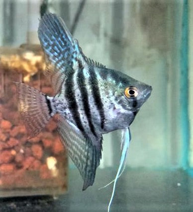 Pinoy Angel (Local) Seconds XXL-10 (1 ONLY!)