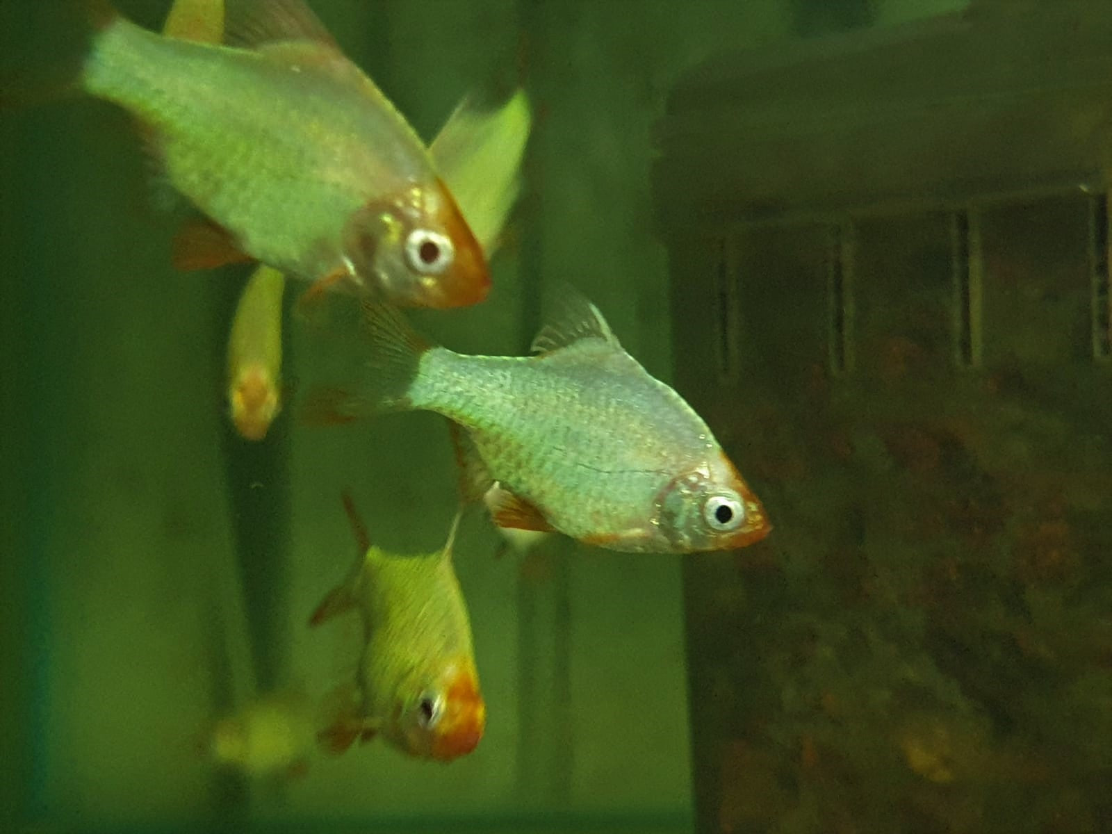 Tiger Barb - Platinum Green (Local) M-3