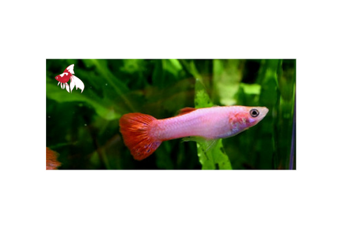 Powder Pink Guppy - Male M-4