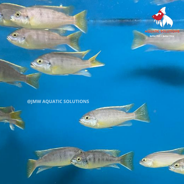 Ps. aceii Yellow tail 'Msuli’ (Local) ML-6 (1 ONLY!)