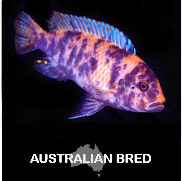 Ps. zebra Cichlid - OB (Blueberry) (Local) ML-6 (Limited Numbers!)