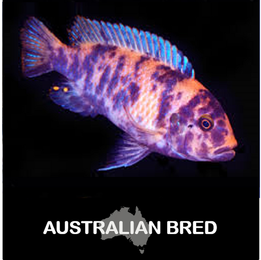 Ps. zebra Cichlid - OB (Blueberry) (Local) M-5 (1 ONLY!)