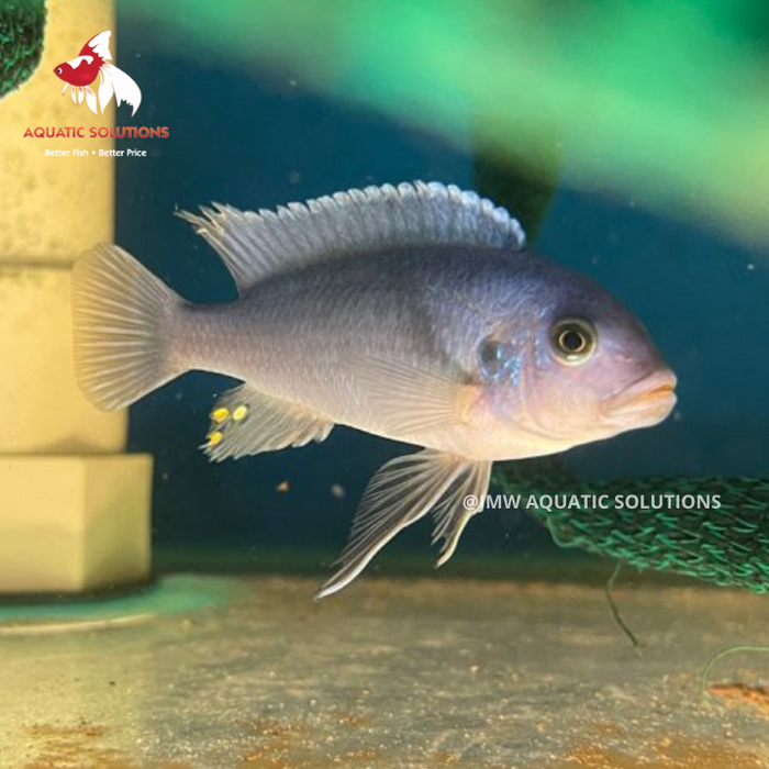 Ps. zebra Cichlid - Cobalt Blue (Local) M-5